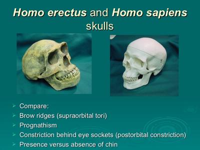Skulls of ancient Africa and their Evolution.