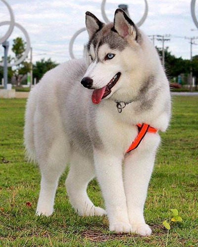Hugli Dog my artifact is my dog