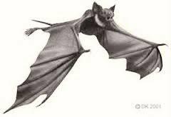 Bat evolution line