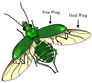 The rise of winged insects and reptiles.