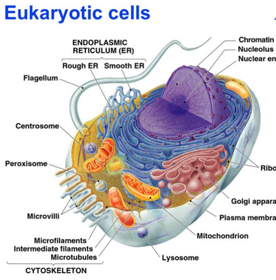 Eukaryotic cell - Google images