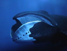 En Apprendre Sur Les Baleines Boreales Balaena Sutori