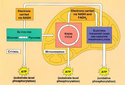 Three Steps Of Cellular Respiration