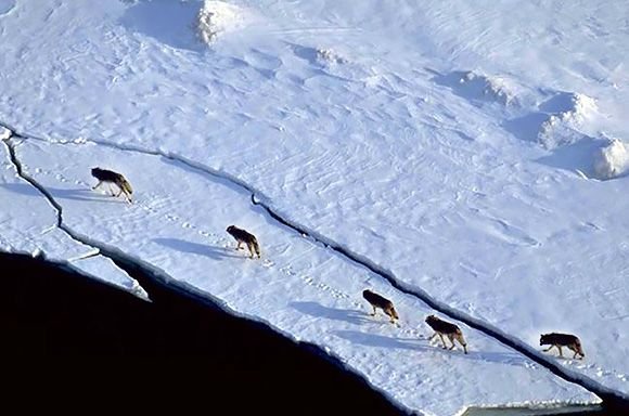 Parachuting Wolves Share