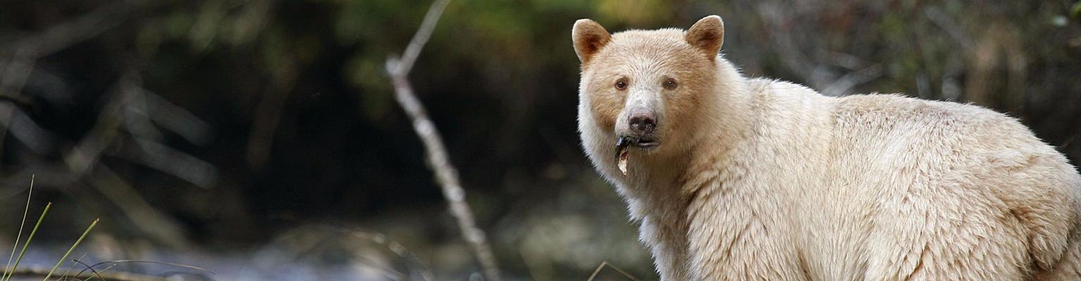 Definition & Meaning of Kermode bear