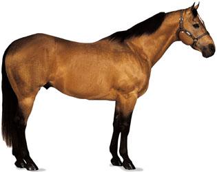 equus horse