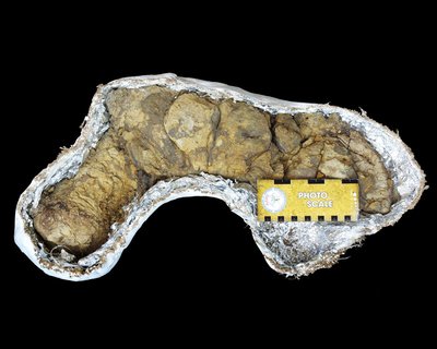 t rex coprolite