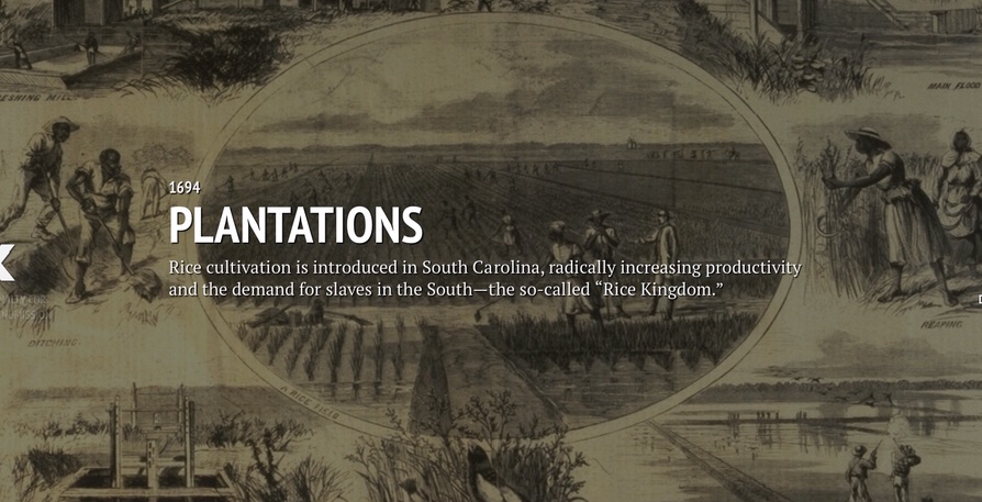 Rice cultivation is introduced in south carolina it is also called the ...