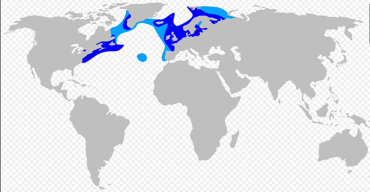 Дельфин ареал обитания. Беломордый Дельфин ареал обитания. Сельдь атлантическая Реал обитария. Гренландская акула ареал обитания. Дельфины ареал обитания карта.