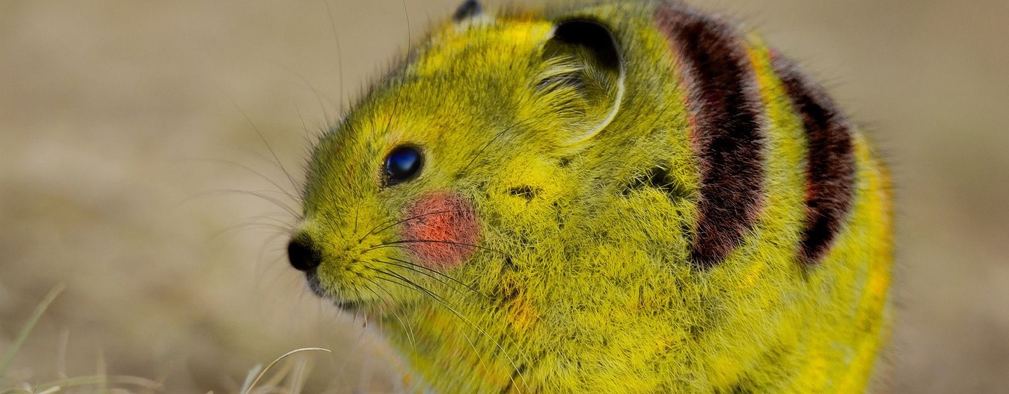 Prika Insect Pika