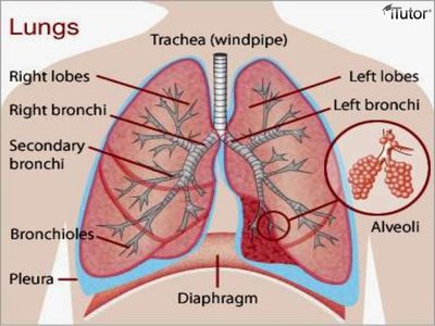 Oxygen Travels The Trachea Through Cilia As It Bifurcates Into The Left 