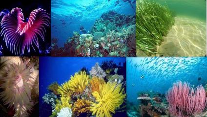Aquatic & Marine Biome | Sutori