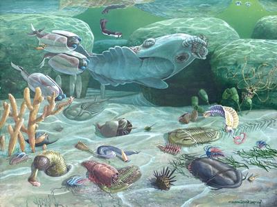 Cambrian Era-(541 mya to 485 mya)