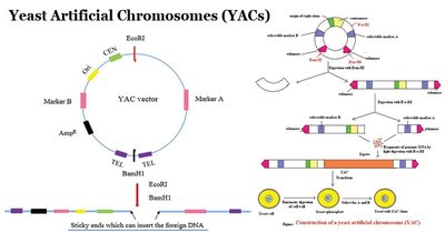 Principles Of Biochemistry Expression Of Gene Wikibooks Open Books