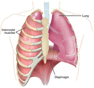 Intercostals and Diaphragm Muscles