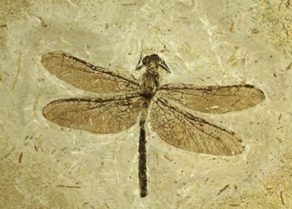 (Fossilized Dragon fly from the Paleogene period)