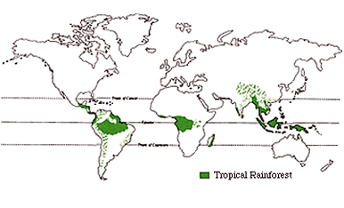 Влажные экваториальные леса карта мира