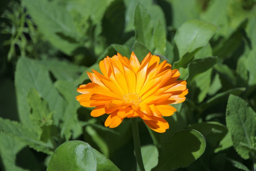 Календула, бархатцы Garden Marigold