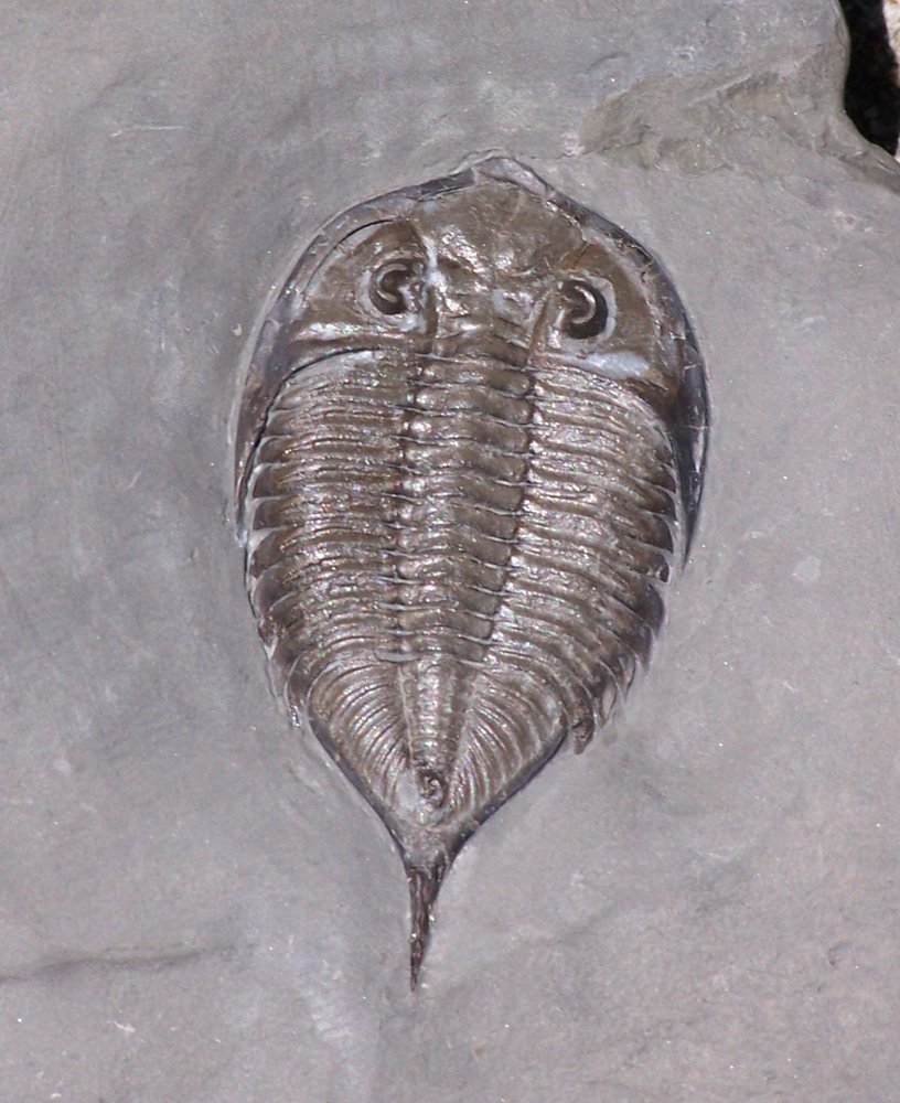 Trivalidus First evidence of arthropods