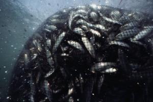 Overfishing