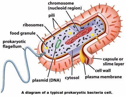 First Prokaryotic Cells