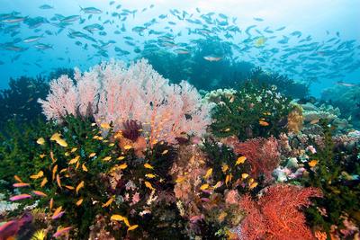 A coral reef from Papua New Guinea.