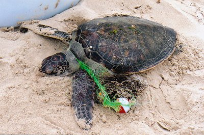 Young sea turtle entangled in fishing gear and other pollution. https ...