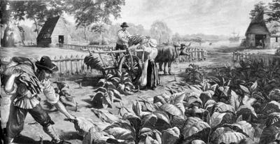 where was tobacco grown in the 13 colonies Comparing New England, Middle, and Southern 2. Rise of the Colonial