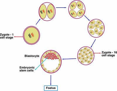 Cleavage Diagram