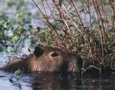 Capybara-habitat: Dense vegetation close to freshwater