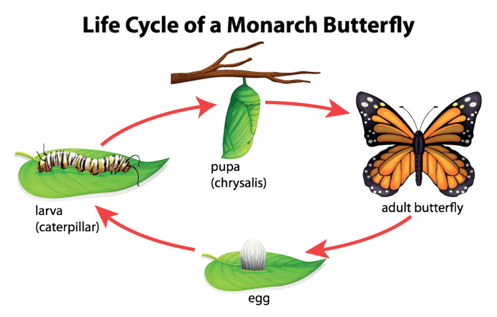 The Butterfly Process