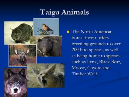 List of Taiga Animals with pictures