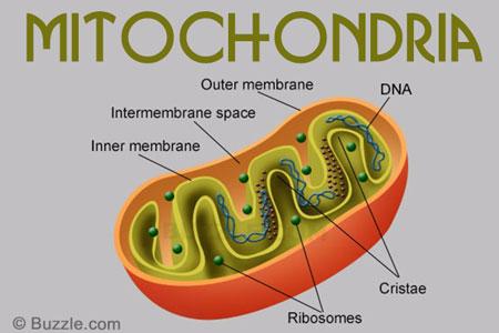 Mitochondria