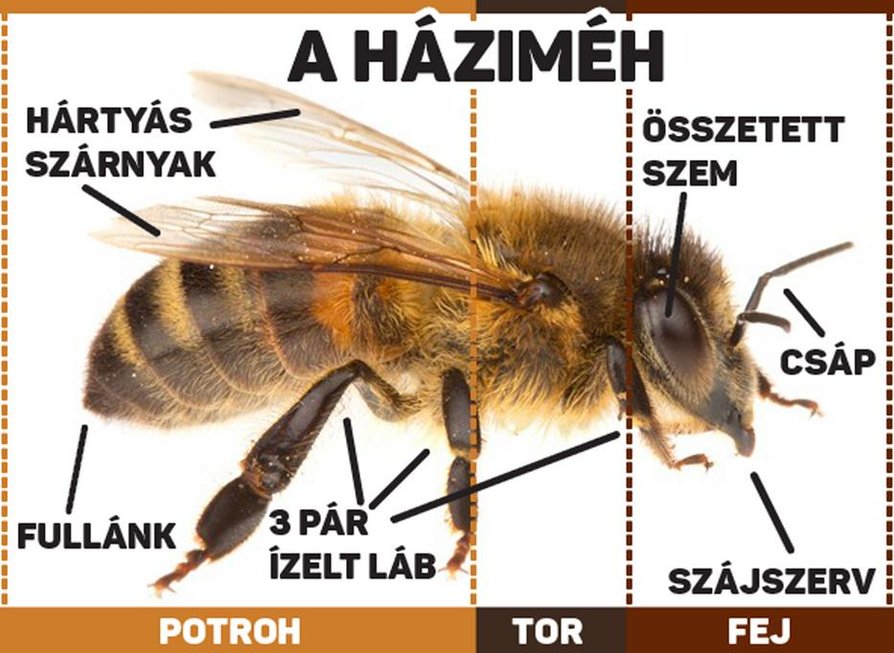 A méhek a rovarok nagy családjába tartoznak.