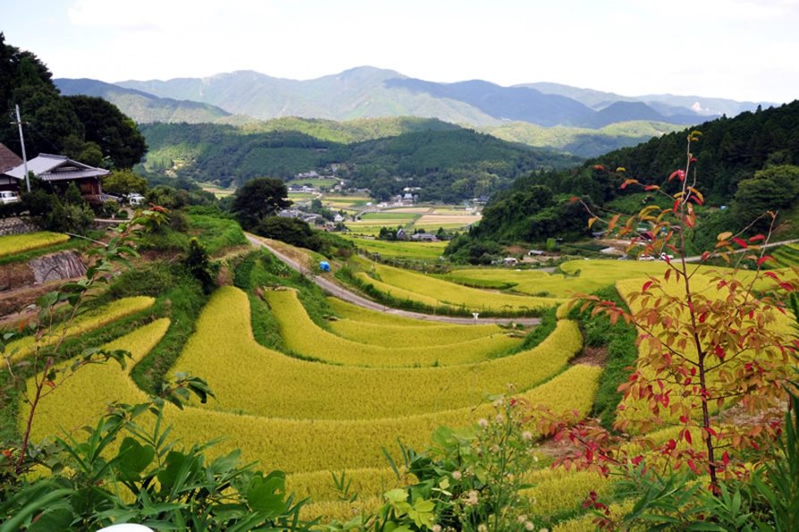 Игра japan rural. Огород в Южной Корее. Япония countryside. Рельеф Бангкока. South korean countryside.