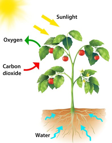 3 billion years ago photosynthesis started to occur