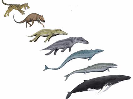 animal evolution examples