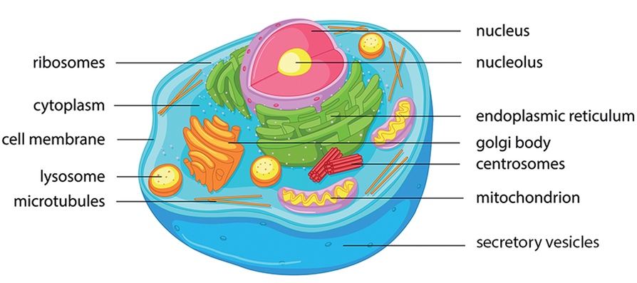Featured image of post Plant Cell Organelles Labeled : As the site of cellular respiration.