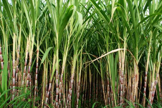 Sugar Cane Was Brought To America As Of The Year Sutori