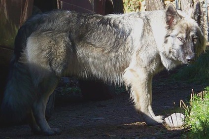 Dire Wolf- Co-existed with the grey wolf for 400,000 years. Lived about ...