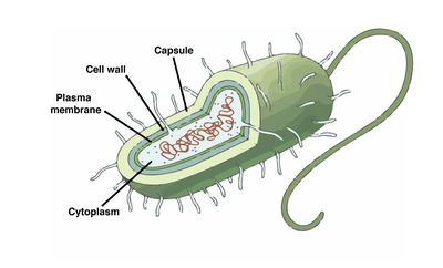 The first prokaryote appeared 3.5 billion years ago.