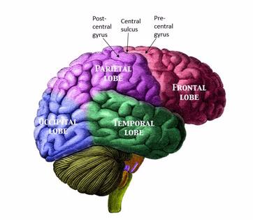 What's Happening In The Brain?