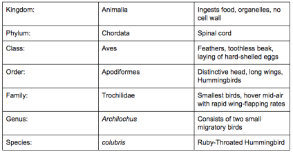 Classification of Eukaryotes | Sutori