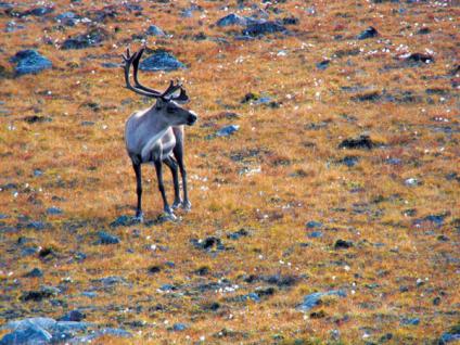 Marius now hunts regularly in the North. If he hadn’t been in school he ...