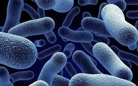 precambrian bacteria