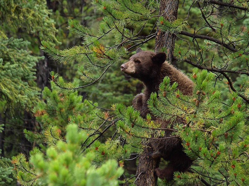 L Ours Noir D Amerique Sutori