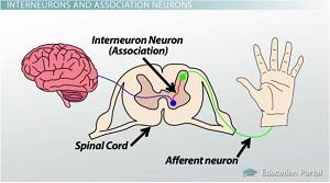 The association neurons also received the message about the cockroach ...