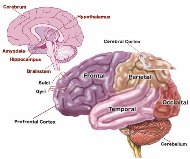 Timeline of human brain development