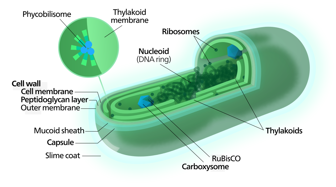 Клетки водорослей и цианобактерий. Цианобактерии строение клетки. Оболочки (клеточной стенки) цианобактерии Synechococcus;. Строение цианобактерии тилакоиды. Цианобактерия строение.
