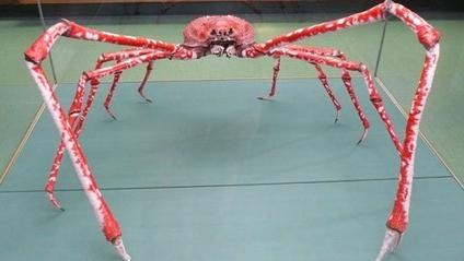 The Giant Japanese Spider Crab Sutori